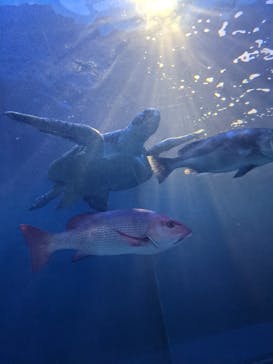 しながわ水族館に投稿された画像（2021/9/27）