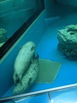 しながわ水族館に投稿された画像（2021/9/27）