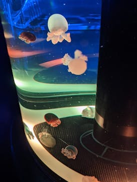 マクセル アクアパーク品川に投稿された画像（2021/9/27）