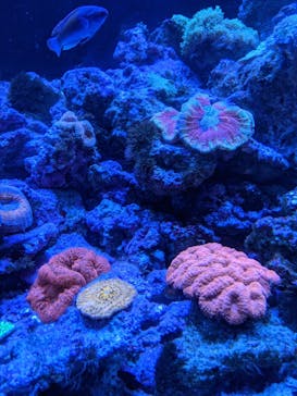 マクセル アクアパーク品川に投稿された画像（2021/9/27）