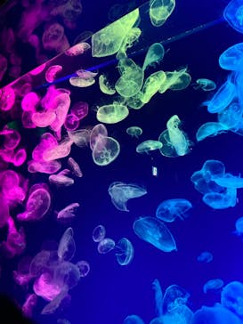 名古屋港水族館に投稿された画像（2021/9/28）