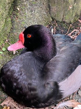 伊豆シャボテン動物公園に投稿された画像（2021/9/28）