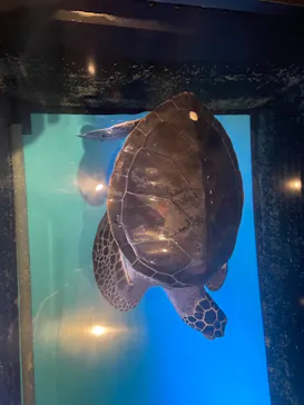 すみだ水族館に投稿された画像（2021/9/28）