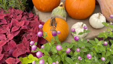 ひらかたパークに投稿された画像（2021/9/28）