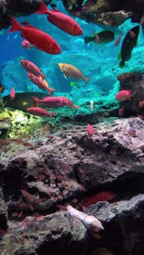 大分マリーンパレス水族館 「うみたまご」に投稿された画像（2021/9/28）