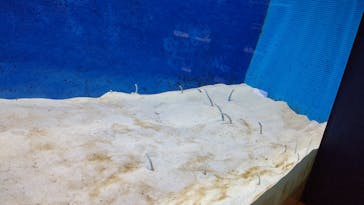 大分マリーンパレス水族館 「うみたまご」に投稿された画像（2021/9/28）