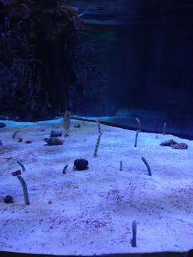 名古屋港水族館に投稿された画像（2021/9/29）