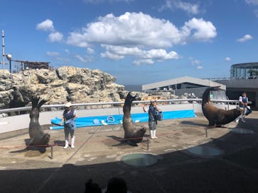 大分マリーンパレス水族館 「うみたまご」に投稿された画像（2021/9/29）