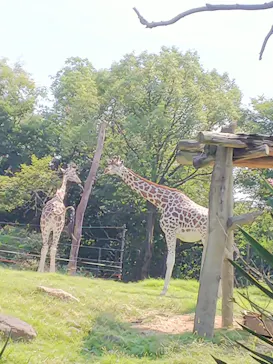 天王寺動物園に投稿された画像（2021/9/29）