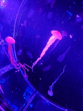 マクセル アクアパーク品川に投稿された画像（2021/9/29）