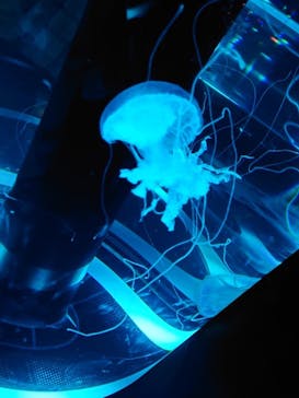 マクセル アクアパーク品川に投稿された画像（2021/9/29）