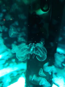 マクセル アクアパーク品川に投稿された画像（2021/9/29）