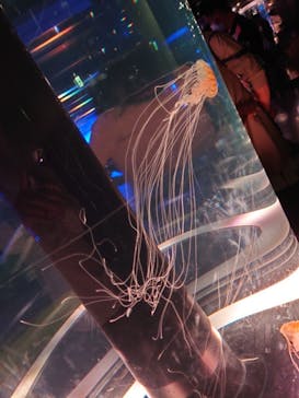 マクセル アクアパーク品川に投稿された画像（2021/9/29）