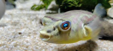 カワスイ 川崎⽔族館に投稿された画像（2021/9/30）