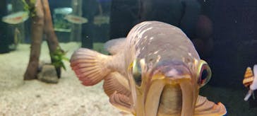 カワスイ 川崎⽔族館に投稿された画像（2021/9/30）