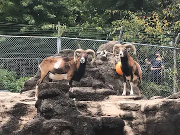 天王寺動物園に投稿された画像（2021/9/30）