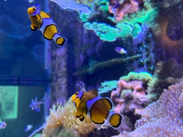 大分マリーンパレス水族館 「うみたまご」に投稿された画像（2021/9/30）