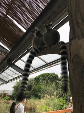 神戸どうぶつ王国に投稿された画像（2021/9/30）