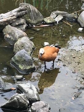 神戸どうぶつ王国に投稿された画像（2021/9/30）