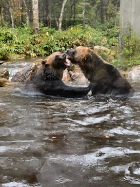 サホロリゾート　ベア･マウンテンに投稿された画像（2021/9/30）