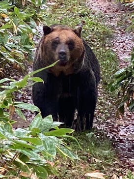 サホロリゾート　ベア･マウンテンに投稿された画像（2021/9/30）