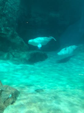 名古屋港水族館に投稿された画像（2021/10/1）