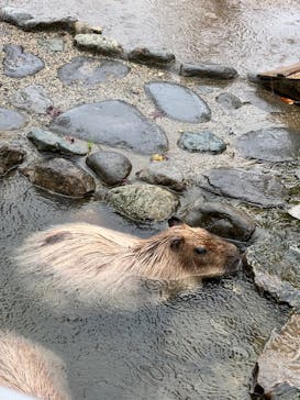 那須どうぶつ王国に投稿された画像（2021/10/1）