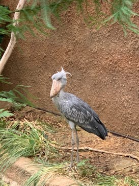 神戸どうぶつ王国に投稿された画像（2021/10/1）