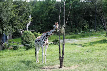 天王寺動物園に投稿された画像（2021/10/1）
