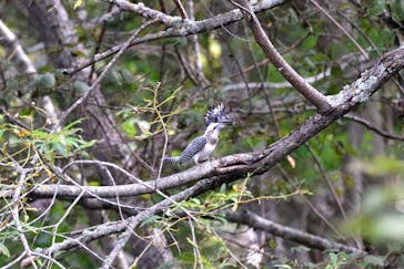 Matatabi（マタタビ）に投稿された画像（2021/10/2）