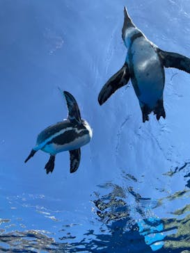 サンシャイン水族館に投稿された画像（2021/10/2）