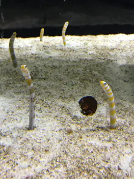 すみだ水族館に投稿された画像（2021/10/2）