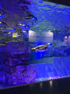 すみだ水族館に投稿された画像（2021/10/2）
