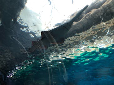 マクセル アクアパーク品川に投稿された画像（2021/10/2）