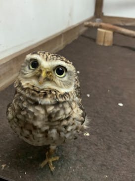 富士花鳥園に投稿された画像（2021/10/2）