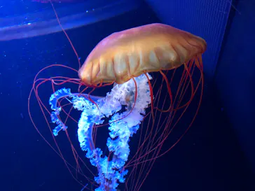 すみだ水族館に投稿された画像（2021/10/2）