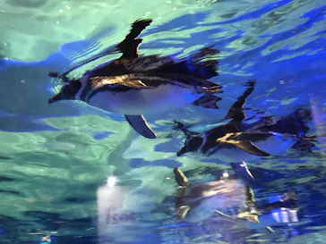 すみだ水族館に投稿された画像（2021/10/2）