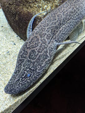 カワスイ 川崎⽔族館に投稿された画像（2021/10/2）