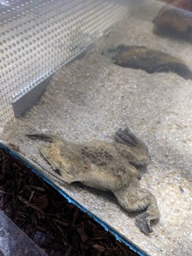 カワスイ 川崎⽔族館に投稿された画像（2021/10/2）