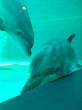 しながわ水族館に投稿された画像（2021/10/2）