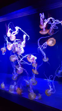 すみだ水族館に投稿された画像（2021/10/2）