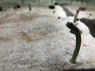 すみだ水族館に投稿された画像（2021/10/2）