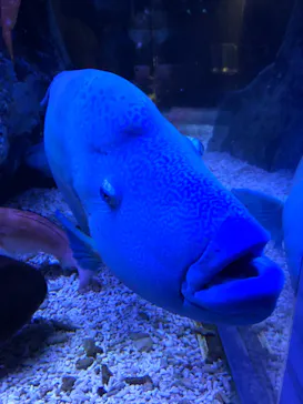 すみだ水族館に投稿された画像（2021/10/2）