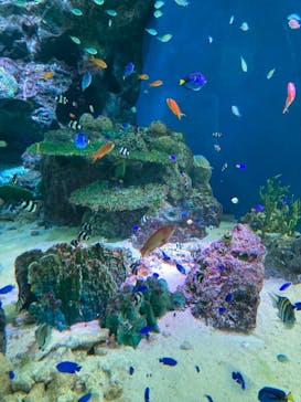 マクセル アクアパーク品川に投稿された画像（2021/10/2）