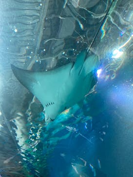 マクセル アクアパーク品川に投稿された画像（2021/10/2）