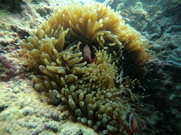 武藤潜水に投稿された画像（2021/10/2）