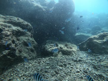 武藤潜水に投稿された画像（2021/10/2）