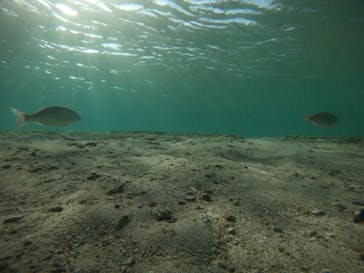 武藤潜水に投稿された画像（2021/10/2）