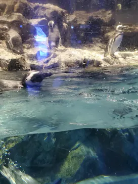 すみだ水族館に投稿された画像（2021/10/2）
