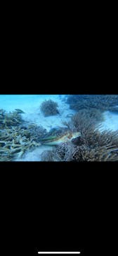 青の洞窟専門店　沖縄ダイビングショップ和に投稿された画像（2021/10/2）